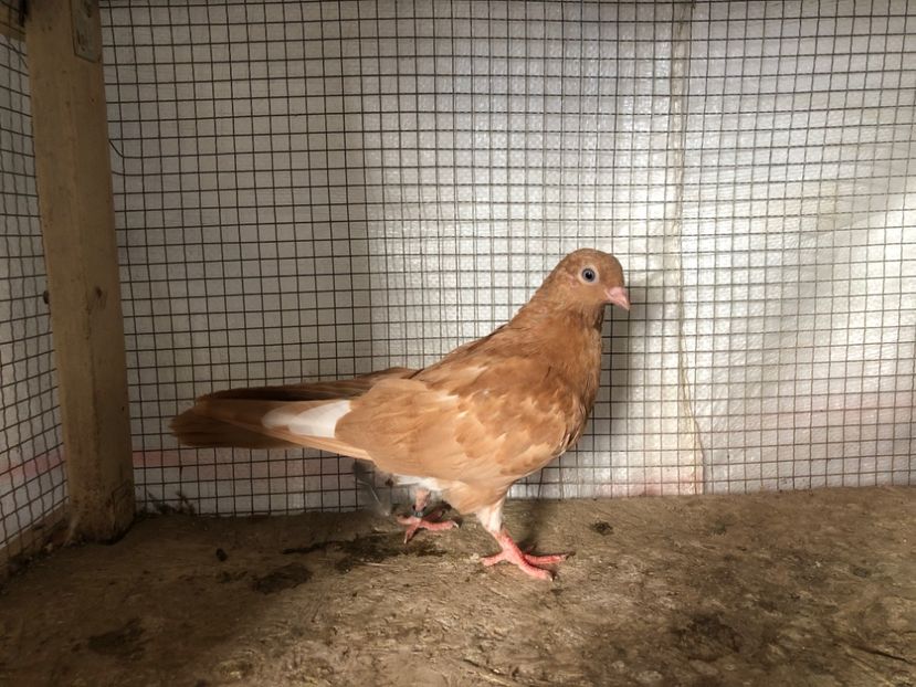 2053/20 - 3-lot zbor 2020