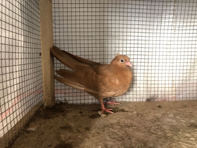 2083/20 - 3-lot zbor 2020