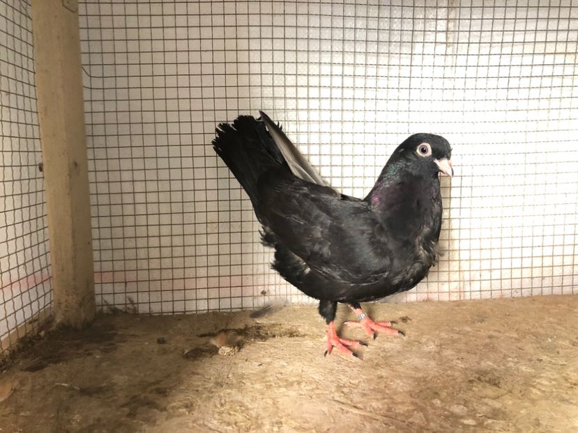 2064/20 - 3-lot zbor 2020