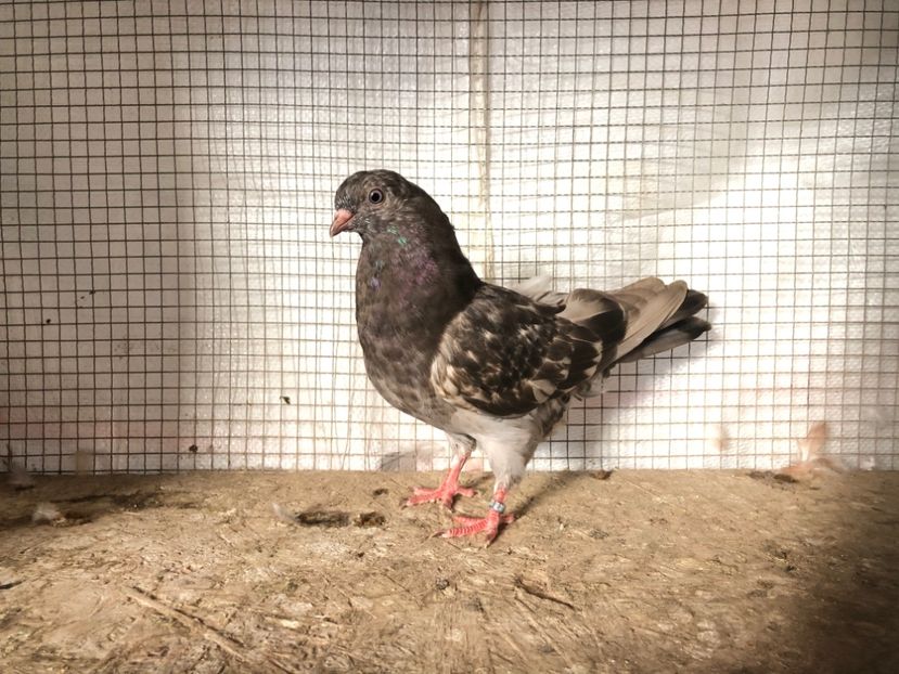 2063/20 - 3-lot zbor 2020