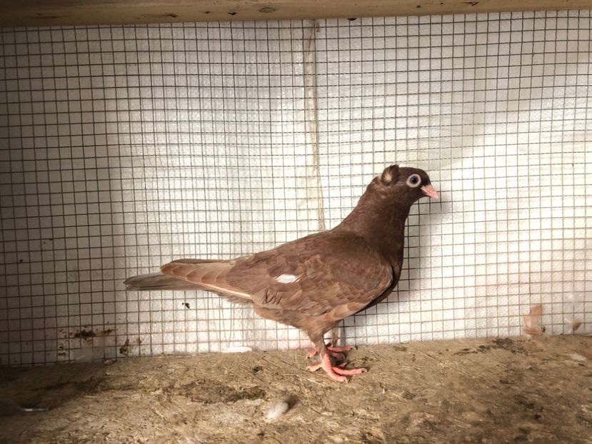 2068/20 - 3-lot zbor 2020