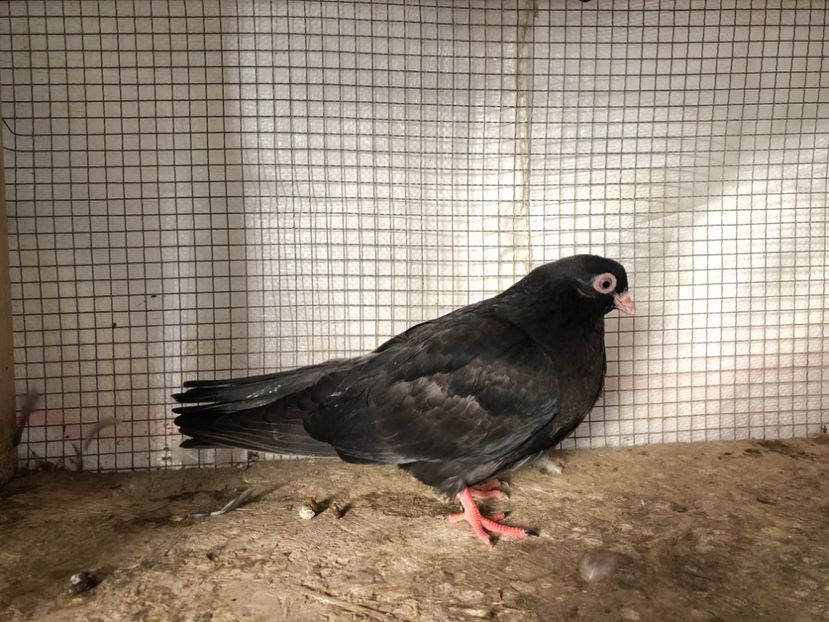 2070/20 - 3-lot zbor 2020