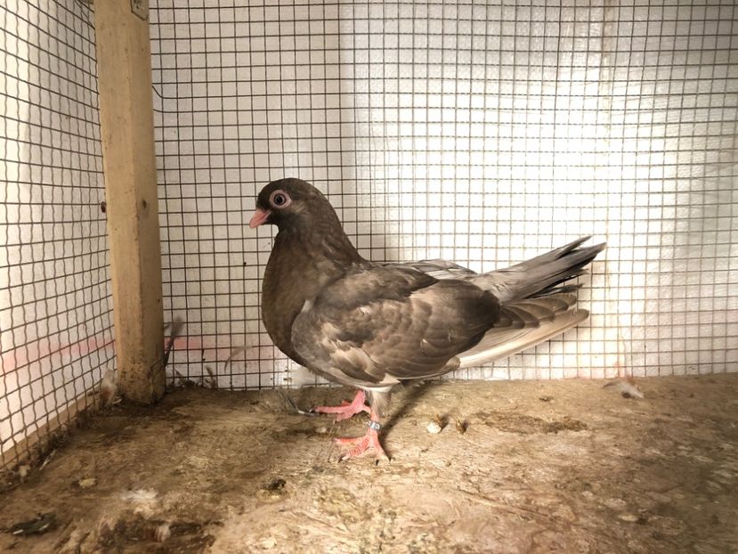 2069/20 - 3-lot zbor 2020