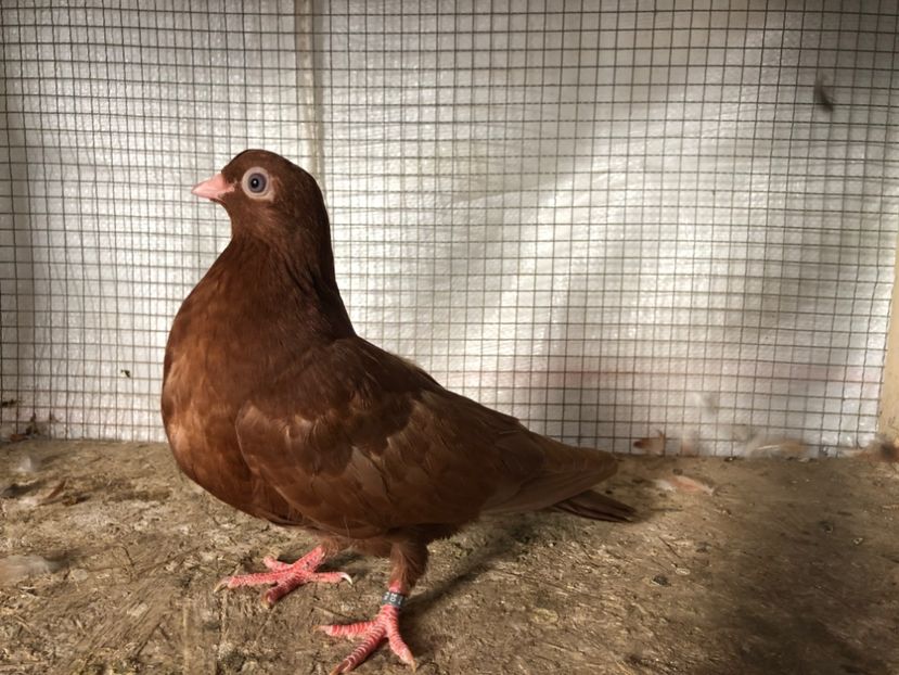 2058/20 - 3-lot zbor 2020