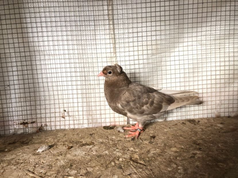 2082/20 - 3-lot zbor 2020