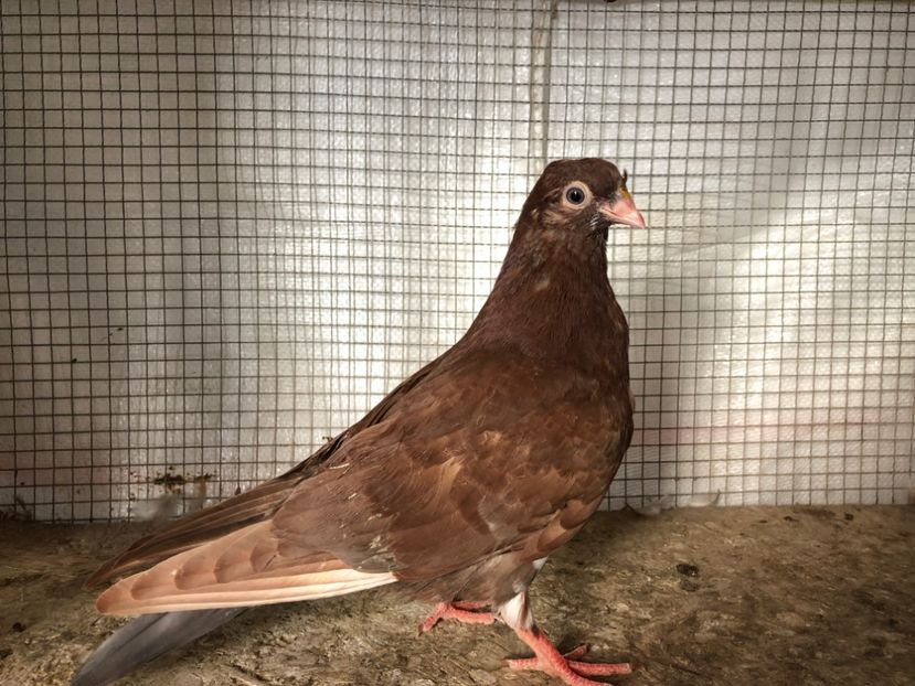 2057/20 - 3-lot zbor 2020