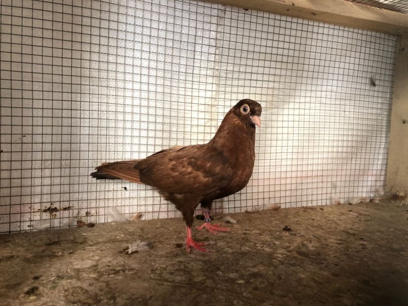 2056/20 - 3-lot zbor 2020