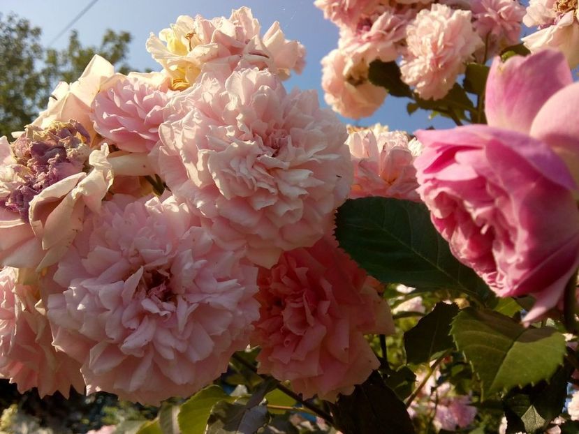 nr 6. parfumat, urcator, remontant. - w Produse livrate