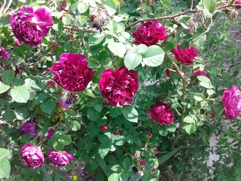 Urcator foarte parfumat, remontant - w Produse livrate