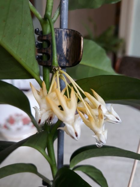 Multiflora - Multiflora