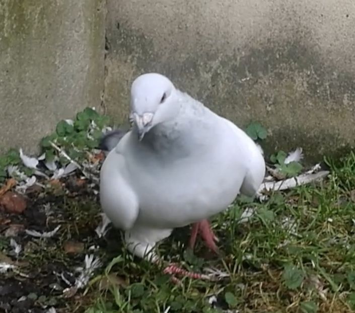 PL20-JRS 18 (M.) - g- MLODE-2020 - Youth