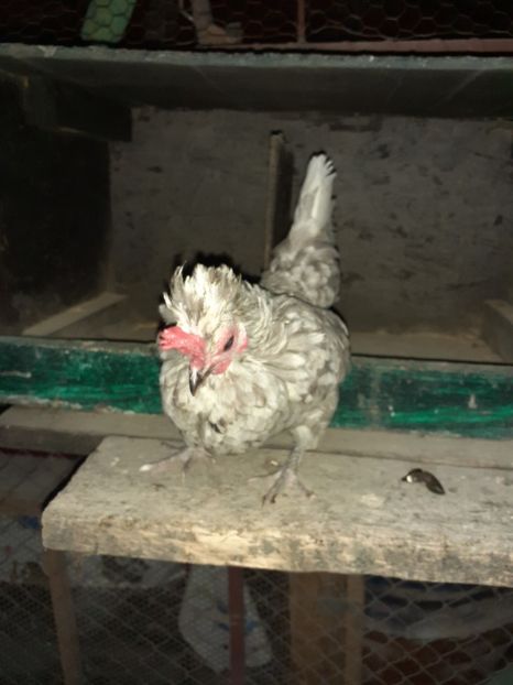  - Gaini pitice pentru 2021