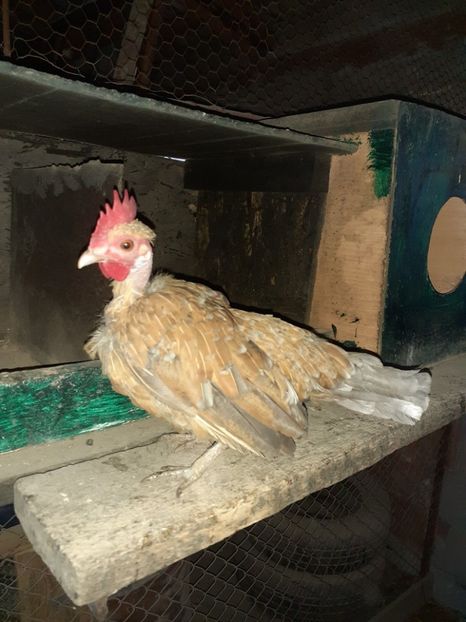  - Gaini pitice pentru 2021