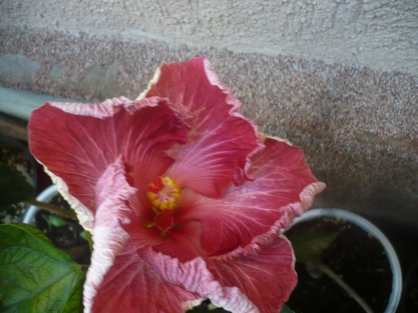 30.09.2020 - HIBISCUSI 2020-4