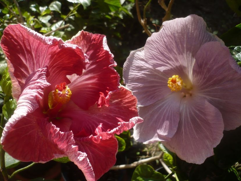 P1460735 - HIBISCUSI 2020-4