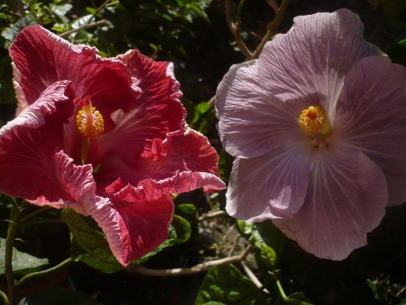 P1460736 - HIBISCUSI 2020-4