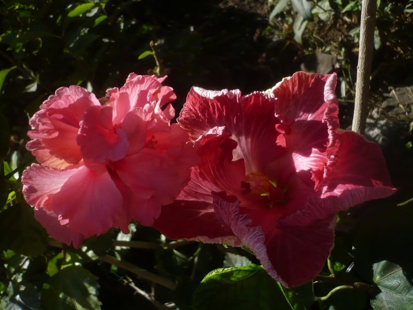 P1460738 - HIBISCUSI 2020-4