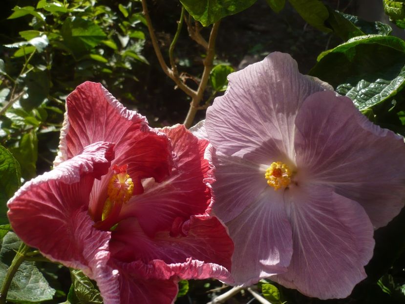 P1460739 - HIBISCUSI 2020-4