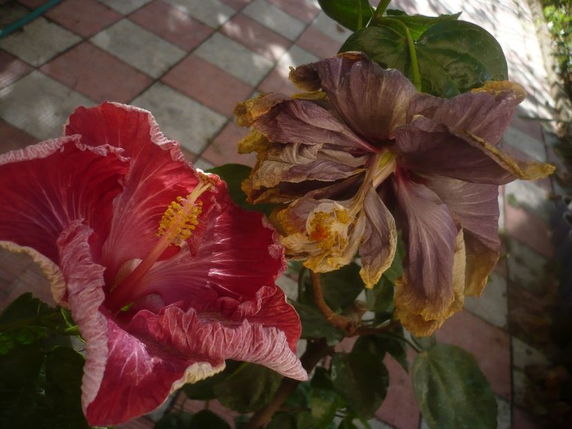 P1460740 - HIBISCUSI 2020-4