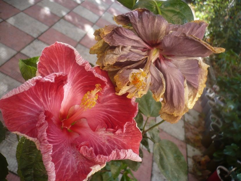 P1460741 - HIBISCUSI 2020-4