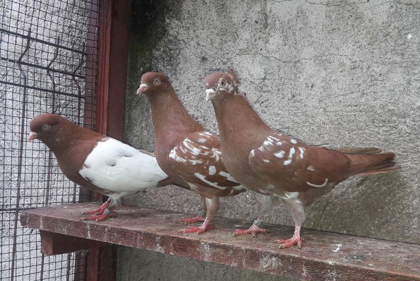  - Porumbei jucători