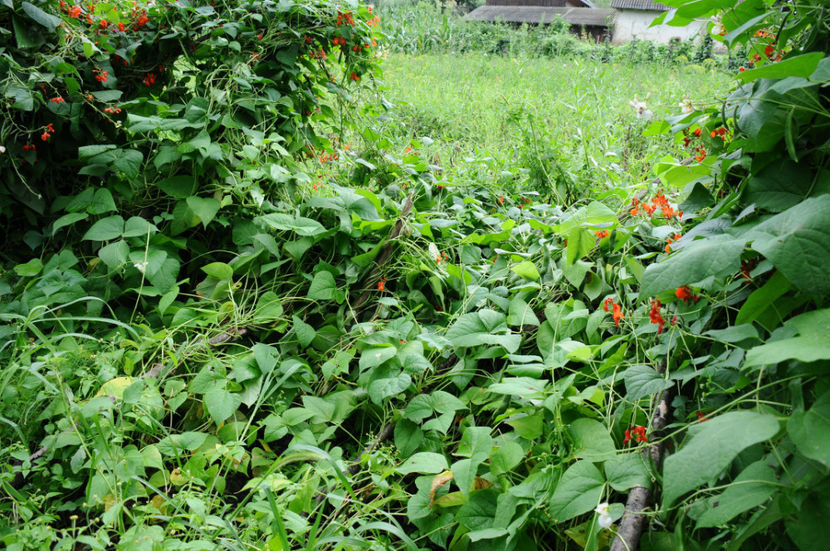  - 03 Gradina de legume 2020