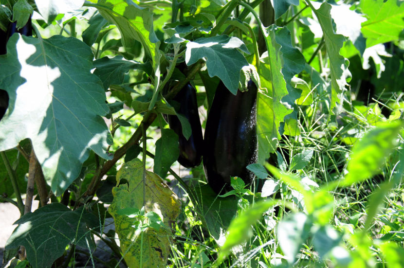  - 03 Gradina de legume 2020