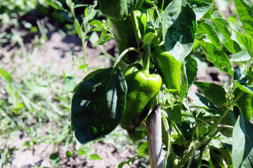  - 03 Gradina de legume 2020