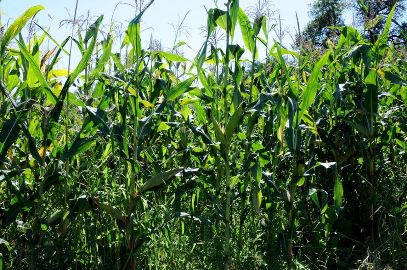  - 03 Gradina de legume 2020