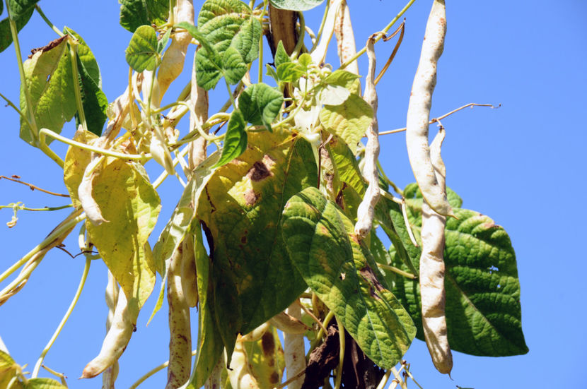  - 03 Gradina de legume 2020