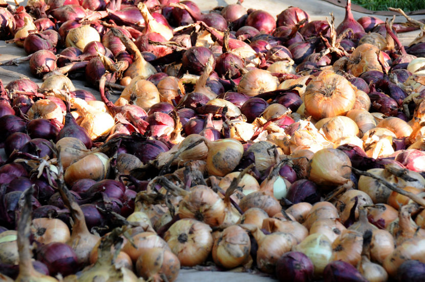  - 03 Gradina de legume 2020