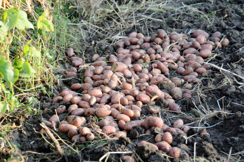  - 03 Gradina de legume 2020