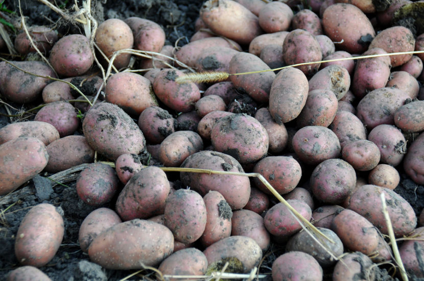  - 03 Gradina de legume 2020