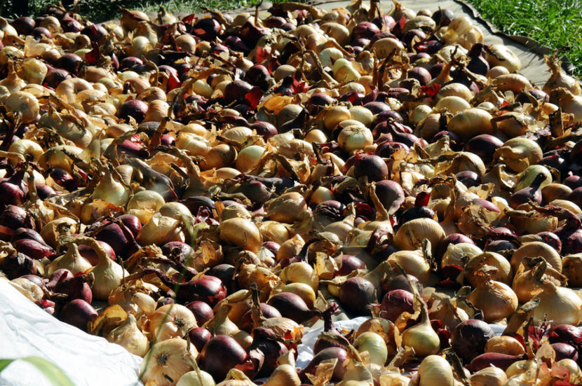  - 03 Gradina de legume 2020