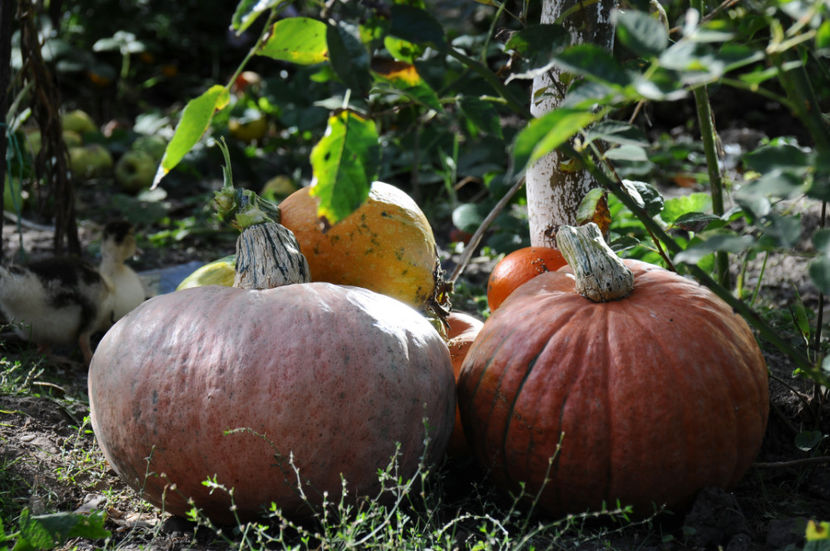  - 03 Gradina de legume 2020