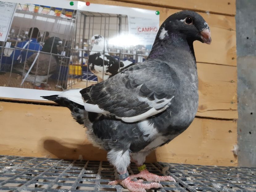 2020 - -- Contact -- 0740512028