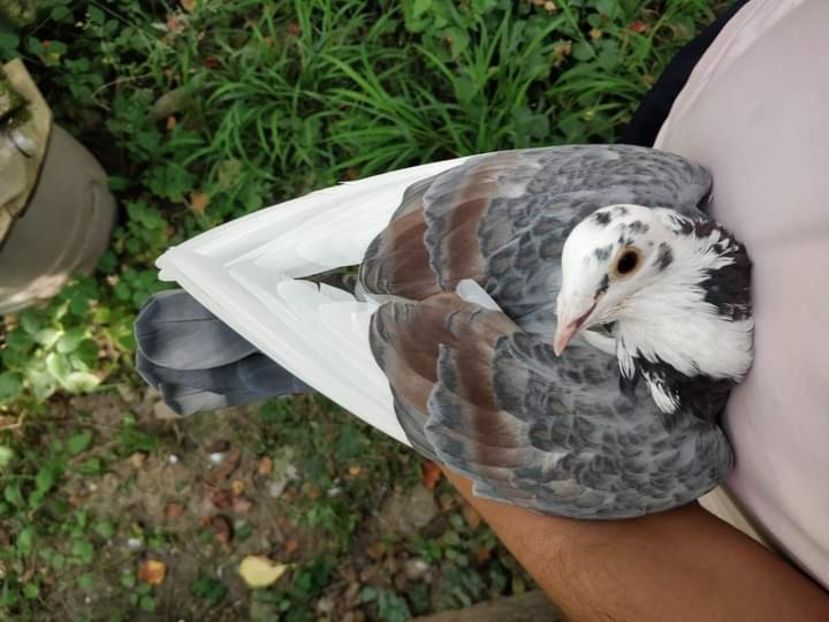  - NU AMI APARTIN 2020