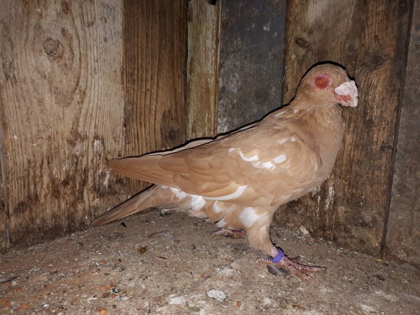 F - J2 _ tineret 2020