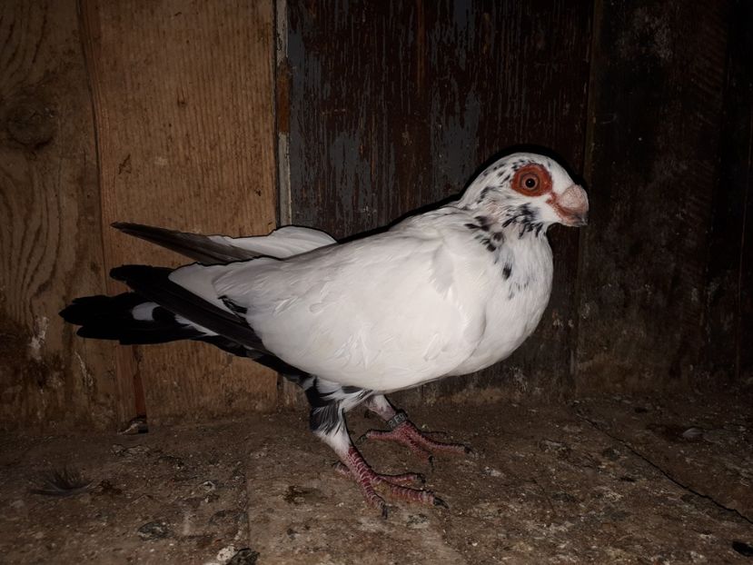 F vîndută - J2 _ tineret 2020