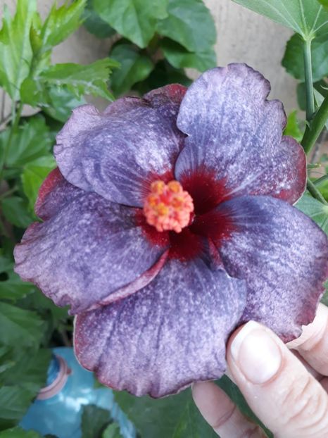  - Hibi TW Formosa Snow Lantern