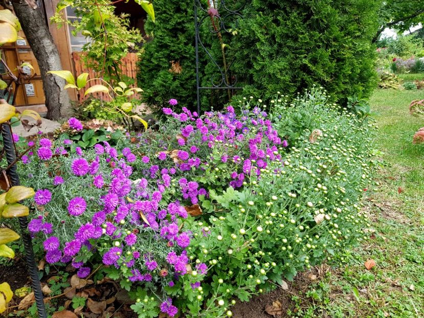  - 2020 Septembrie Aster
