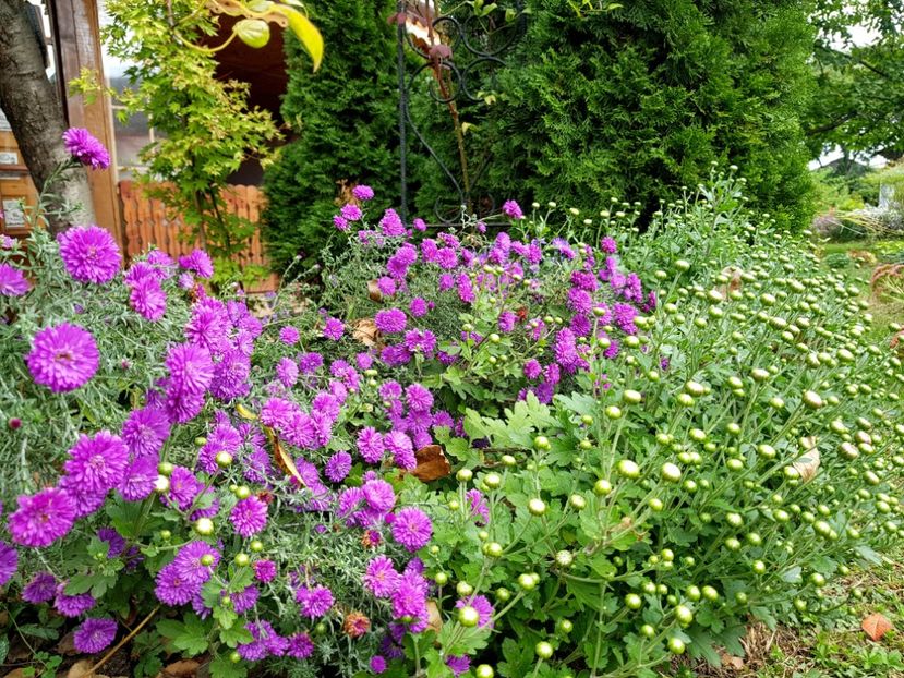  - 2020 Septembrie Aster