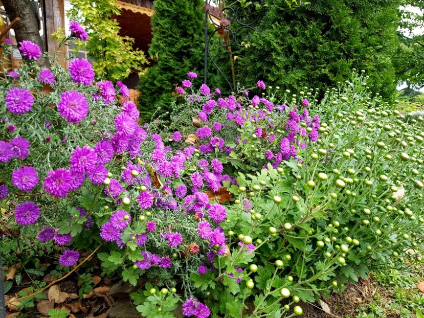  - 2020 Septembrie Aster