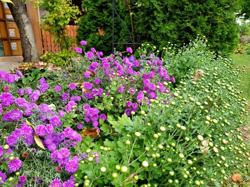  - 2020 Septembrie Aster