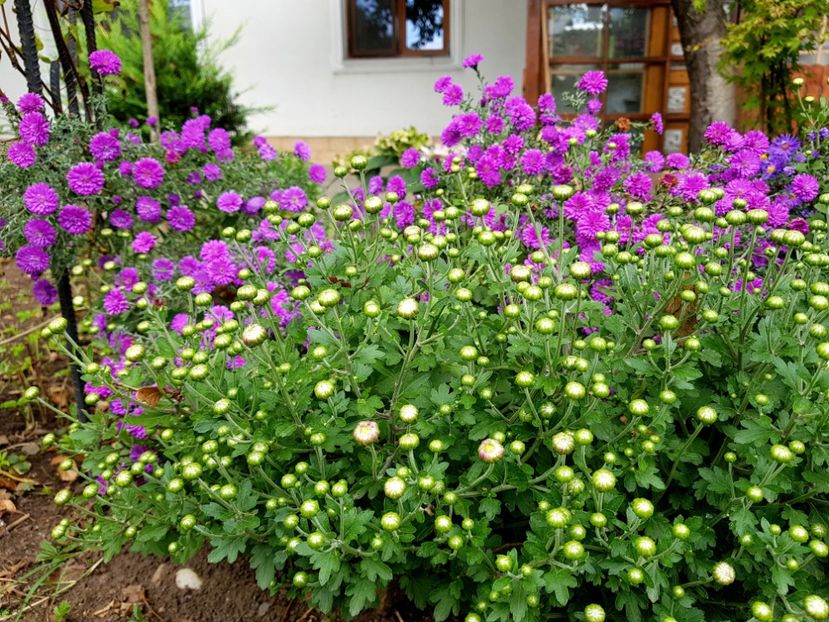  - 2020 Septembrie Aster