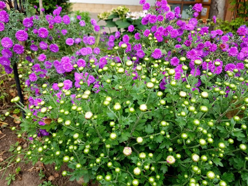  - 2020 Septembrie Aster