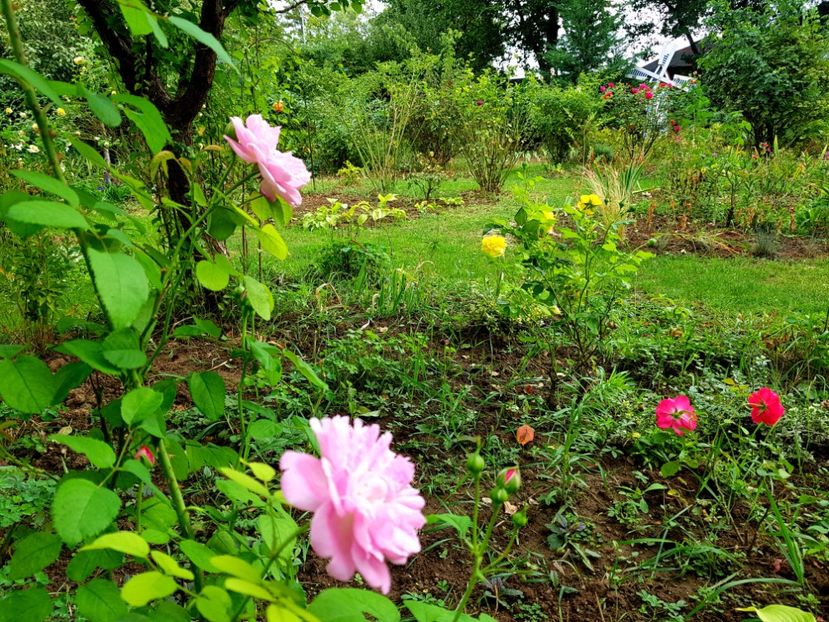  - 2020 Septembrie Aster