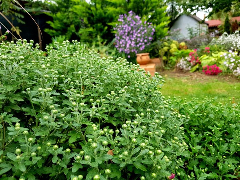  - 2020 Septembrie Aster