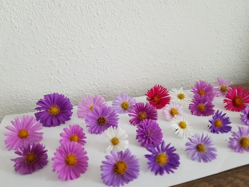  - 2020 Septembrie Aster