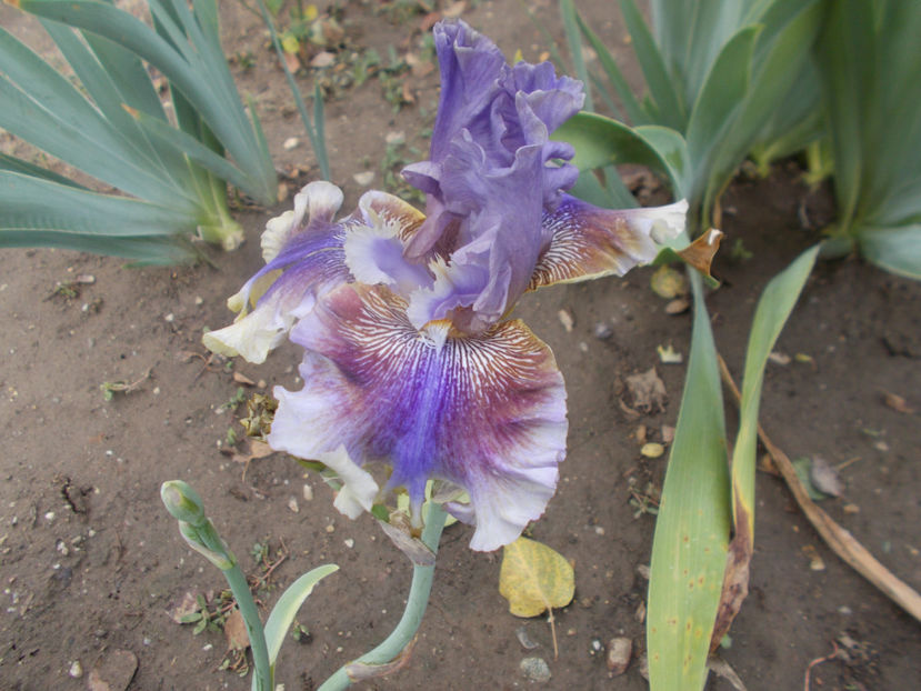 pretty balerina - IRISI -NOUTATI - 2020